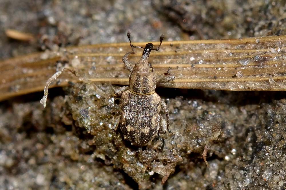 Bagous puncticollis - Curculionidae